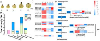 Transcriptome Analysis Identifies Two Ethylene Response Factors That Regulate Proanthocyanidin Biosynthesis During Malus Crabapple Fruit Development